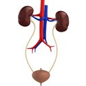 Urology